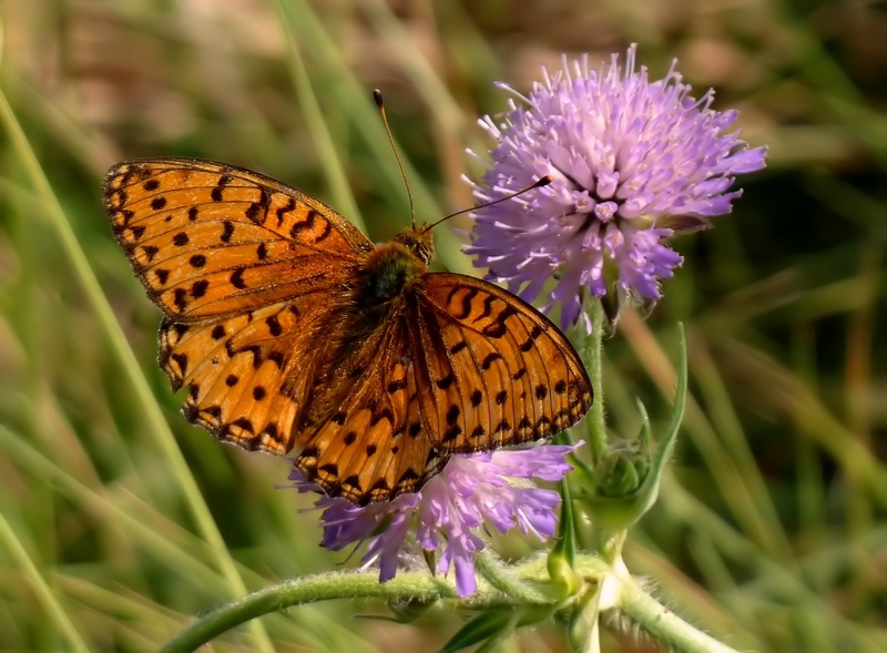 I maschi delle Argynnis si riconoscono dagli androconi......